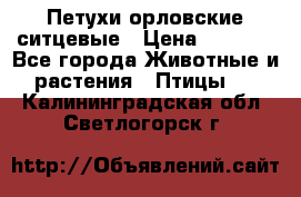 Петухи орловские ситцевые › Цена ­ 1 000 - Все города Животные и растения » Птицы   . Калининградская обл.,Светлогорск г.